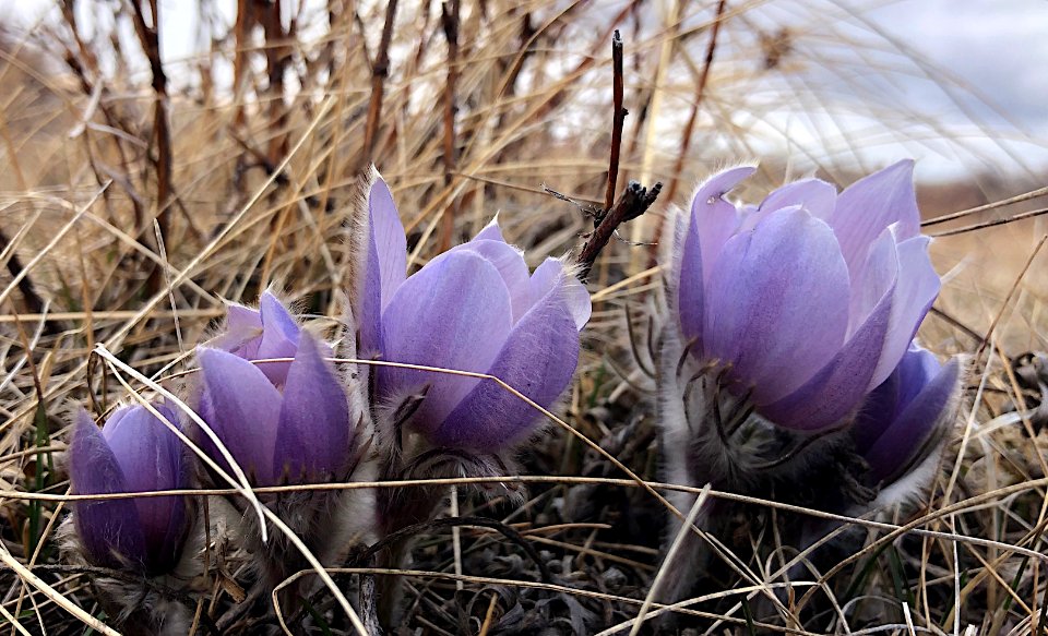 2021/365/100 The Fab Four Crocuses