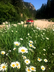 Summer in the Black Hills