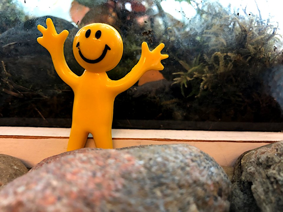 Little Yellow Man Campaigns for Cabinet Post