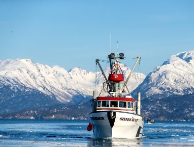 2020 Bald Eagles in and around Homer, Alaska (60)