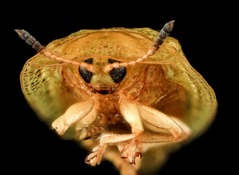 Gratiana pallidula, U, Face, MD, Patuxent Wildlife Research Center 2013-07-08-17.51.32 ZS PMax