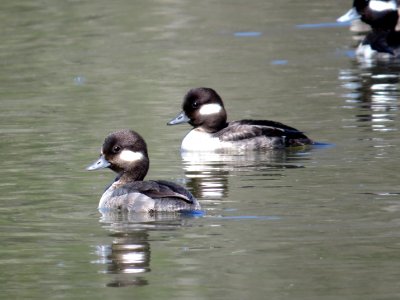 Bufflehead, March 2015--Warren Bielenberg