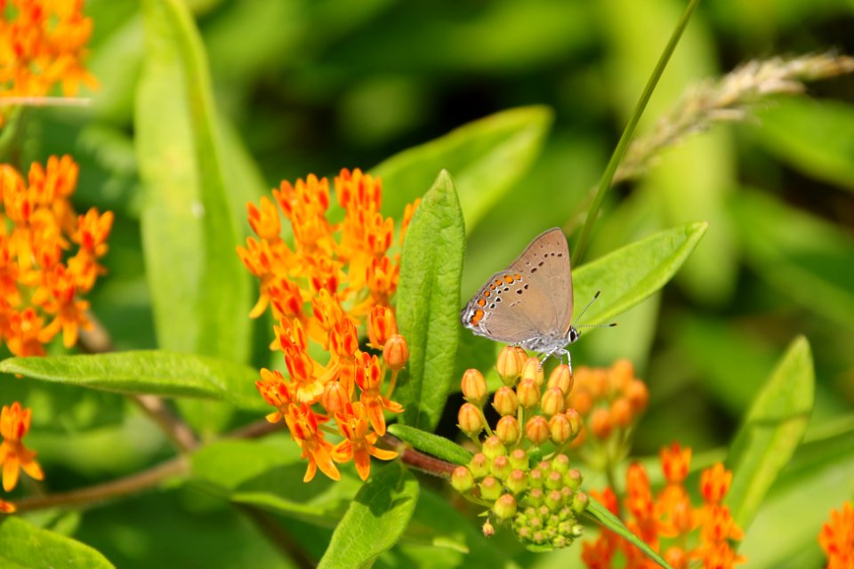 Coral hairstreak--Warren Bielenberg, June 2019