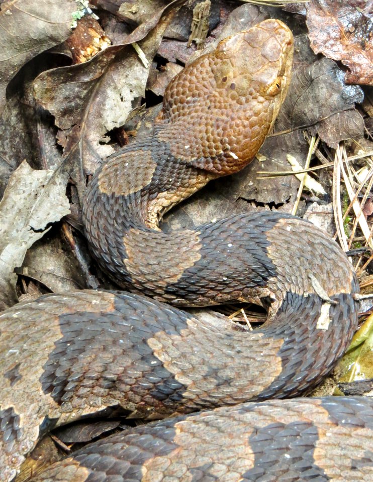 Northern copperhead, July 2015--Warren Bielenberg