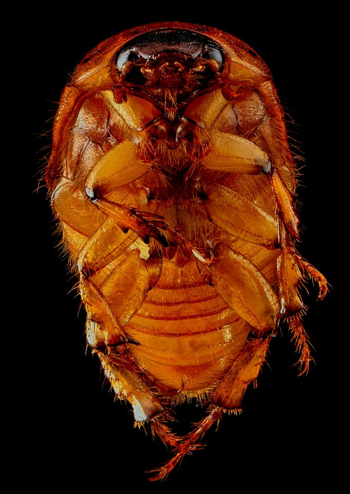 June bug 1, U, Underside, Upper Marlboro, MD 2013-07-03-14.53.57 ZS PMax