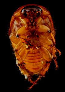 June bug 1, U, Underside, Upper Marlboro, MD 2013-07-03-14.53.57 ZS PMax