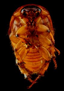 June bug 1, U, Underside, Upper Marlboro, MD 2013-07-03-14.53.57 ZS PMax photo