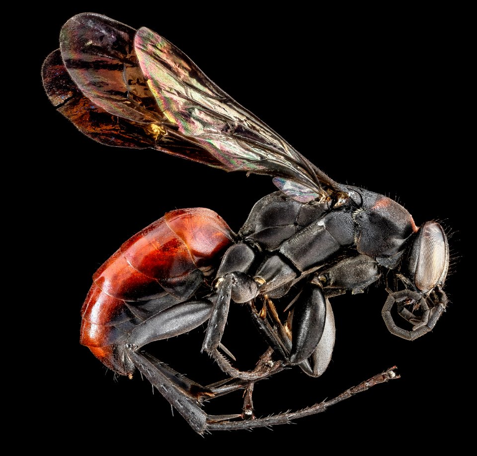 Drepanaporus collaris, F, side, Dominican Republic, La Ve 2013-03-01-15.51.32 ZS PMax