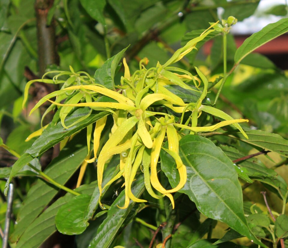 Yellow aromatherapy plant