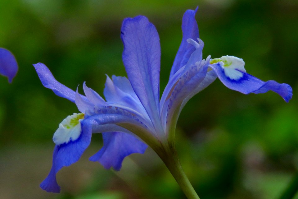 Crested dwarf iris--Shannon Welch