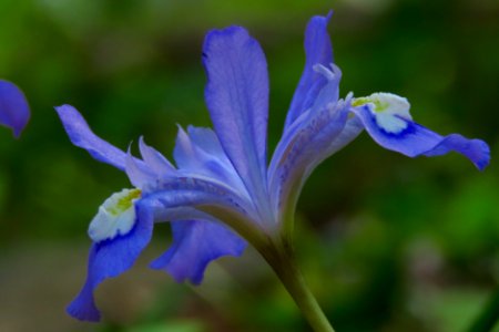 Crested dwarf iris--Shannon Welch photo
