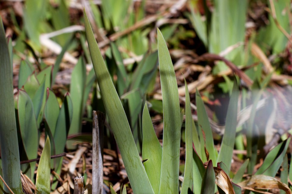 The Sprouting Irises Doing a Wave