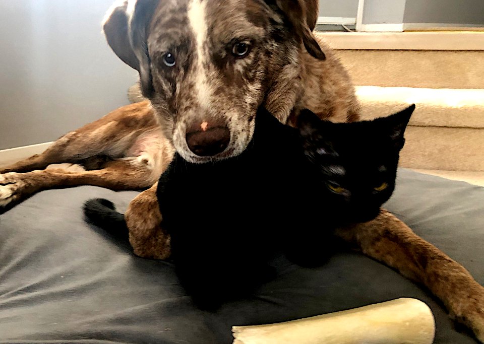 Who Gets the Bone First?