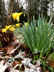 Snowy daffodils--March 2018, Andrea Walton