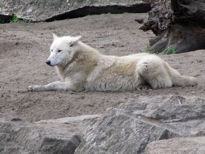 Wolf white predator photo