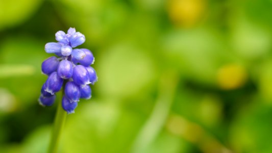 grape hyacinth