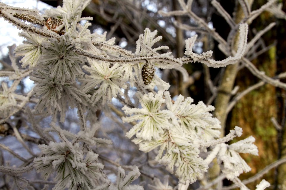 Winter hoarfrost--Warren Bielenberg