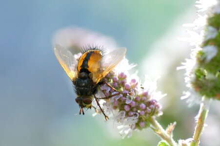 Close up animal insect garden