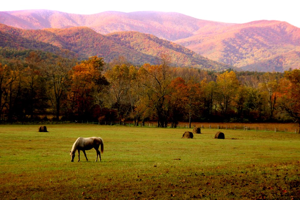 Horses in Cades Cove, October 2011--Warren Bielenberg