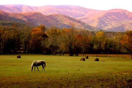 Horses in Cades Cove, October 2011--Warren Bielenberg