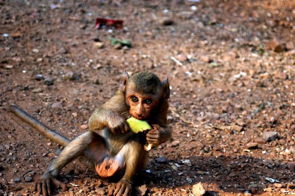 Sai Yok Monkey photo