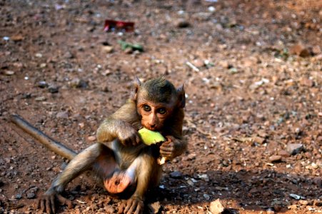 Sai Yok Monkey photo
