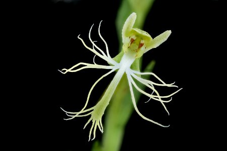 Platanthera lacera 4, Green-fringed Orchid, PWRC, Helen Lowe Metzman 2019-10-23-21.22.42 ZS PMax UDR