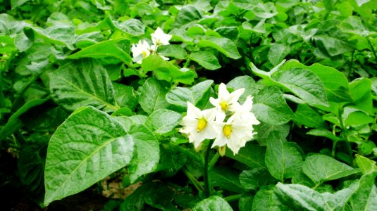 Fleurs de patates