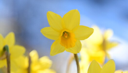 Blossom bloom yellow flower