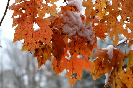 Early season snow in Cades Cove--Erin Sullivan, 11/12/19