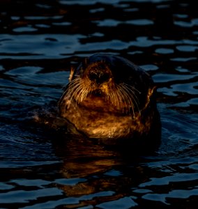 2020 Sea Otters, Birds, Boats, and Seals vic Homer, Alaska (1)