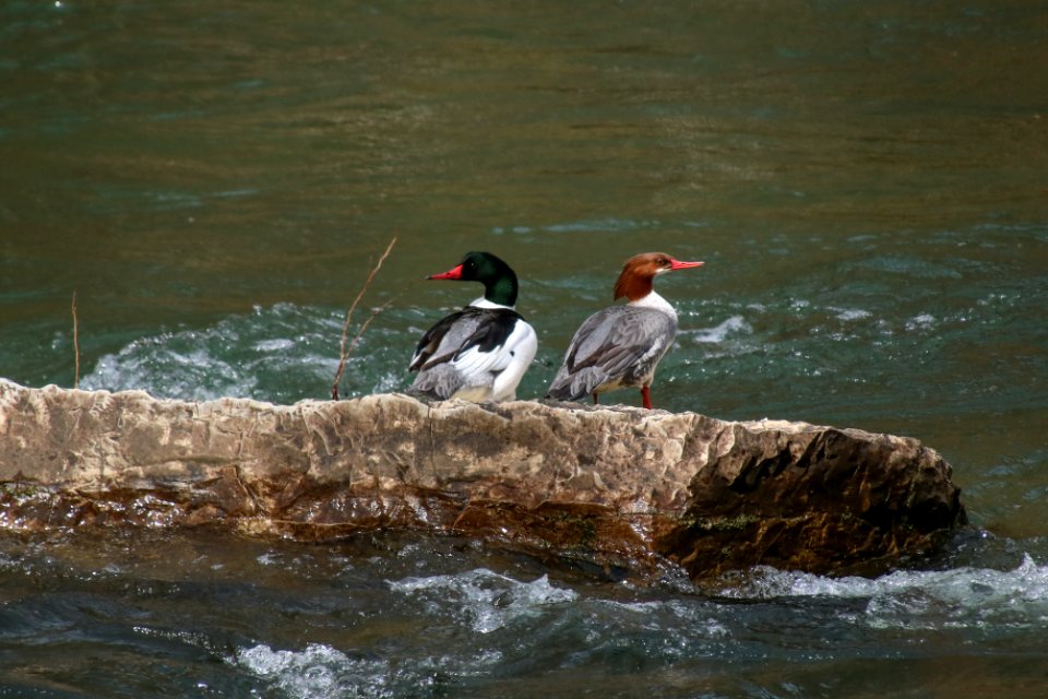 Common merganser--Warren Bielenberg, March 2019