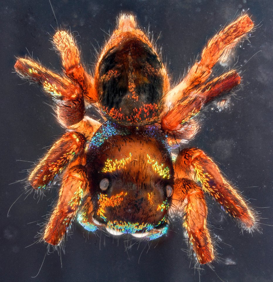 Cuvette spider, U, back 2012-12-12-14.26.02 ZS PMax photo