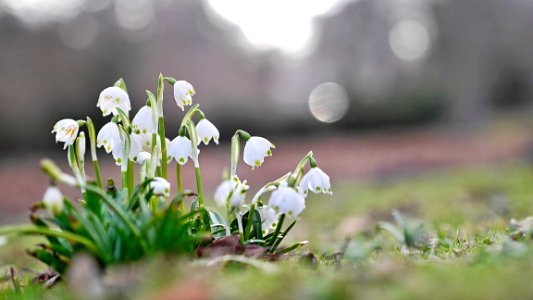 Lily of the Valley photo