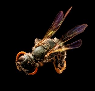 Conanthalictus conanthi, m, back, Cochise Co., AZ 2017-05-30-18.24