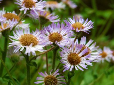 Robin's Plantain, April 2015--Warren Bielenberg