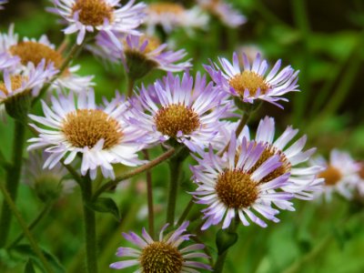 Robin's Plantain, April 2015--Warren Bielenberg photo