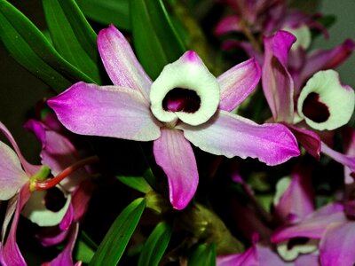 Orchid flower purple orchid photo