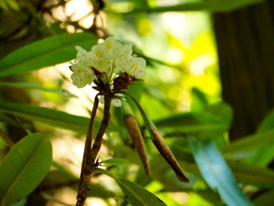 Rosebay Rhododendron, Pat Cohee--July 2018