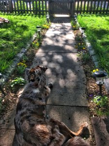 A New Yard for 3 Days