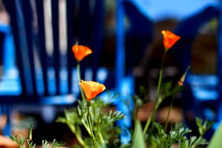 A Favorite Poppy