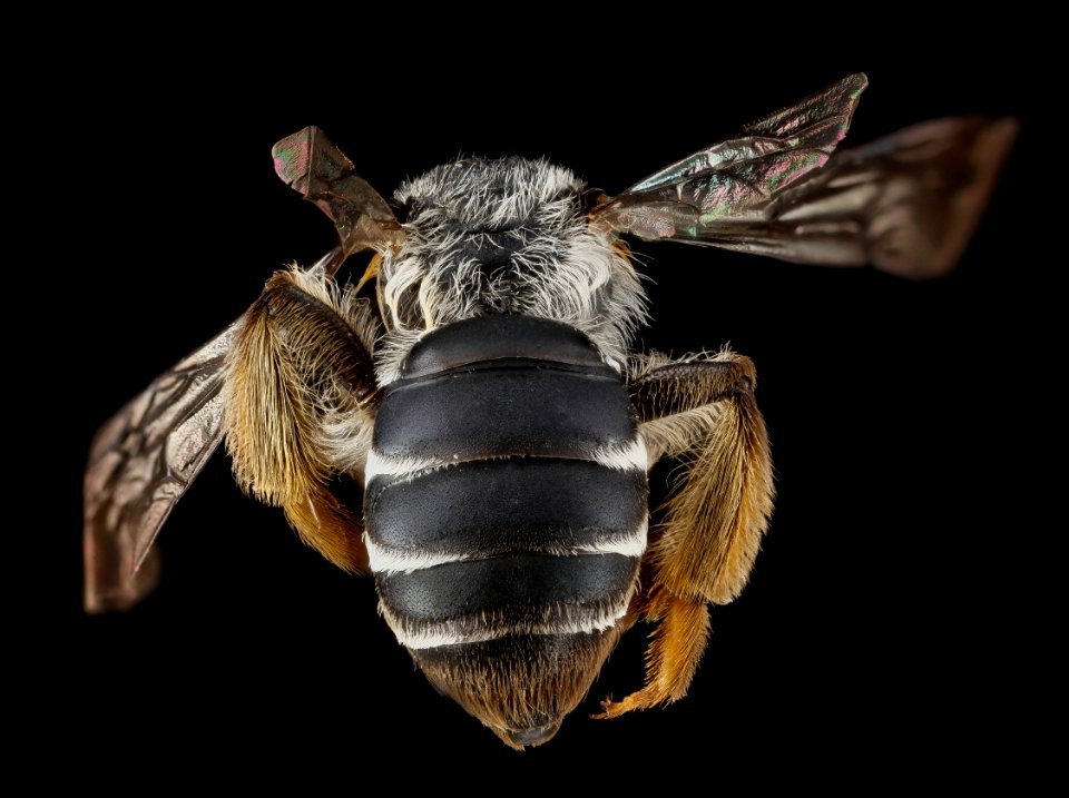 Andrena aliciae, female, back1 2012-08-07-15.58