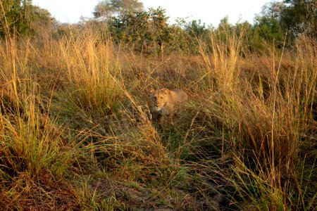 Lion at Pendjari National Park, Benin photo