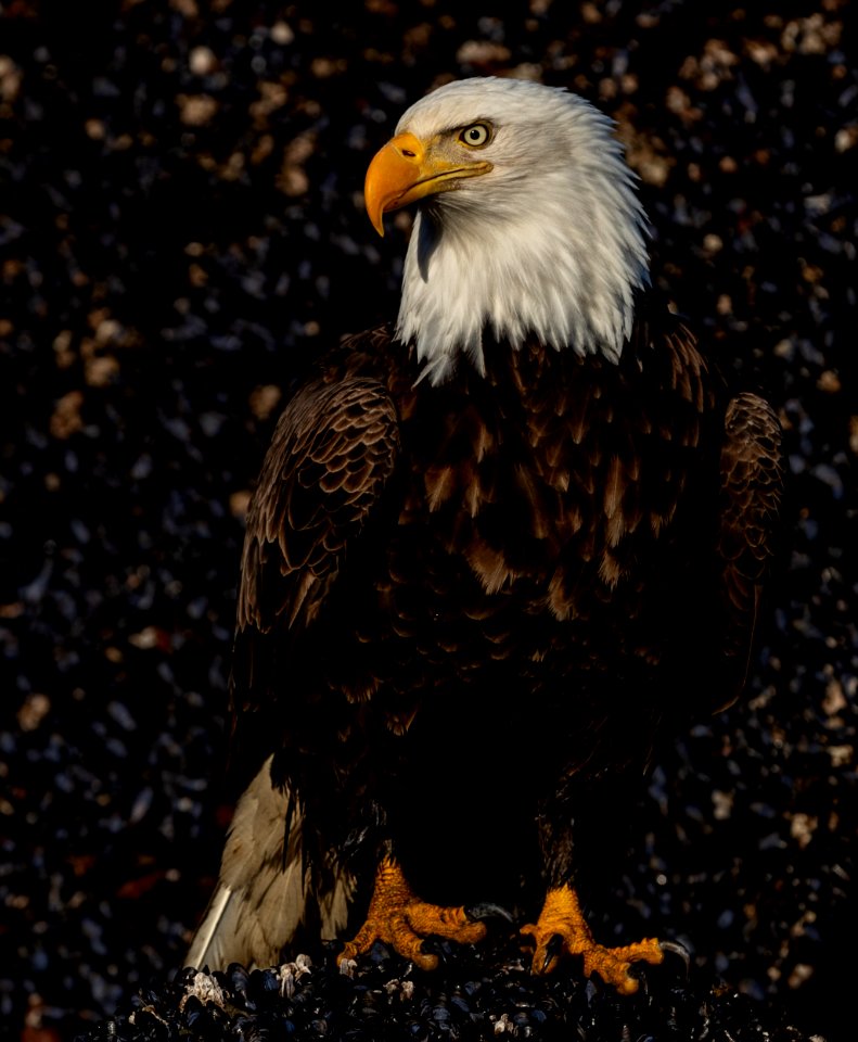 2020 Bald Eagle Portraits, vicinity Homer, Alaska (13)