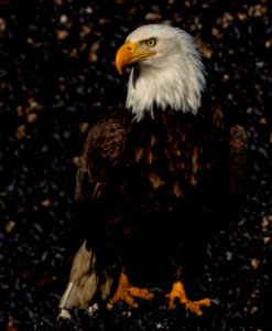 2020 Bald Eagle Portraits, vicinity Homer, Alaska (13)