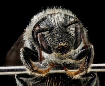 Hoplitis pilosifrons, female, face 2012-07-17-16.10.34 ZS PMax photo