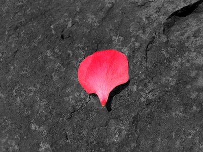 Cliff flower plant