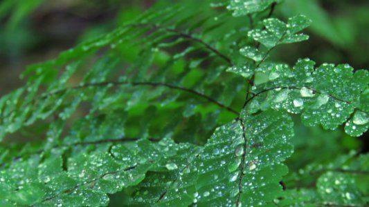 Maidenhair fern, June 2018--Shannon Welch