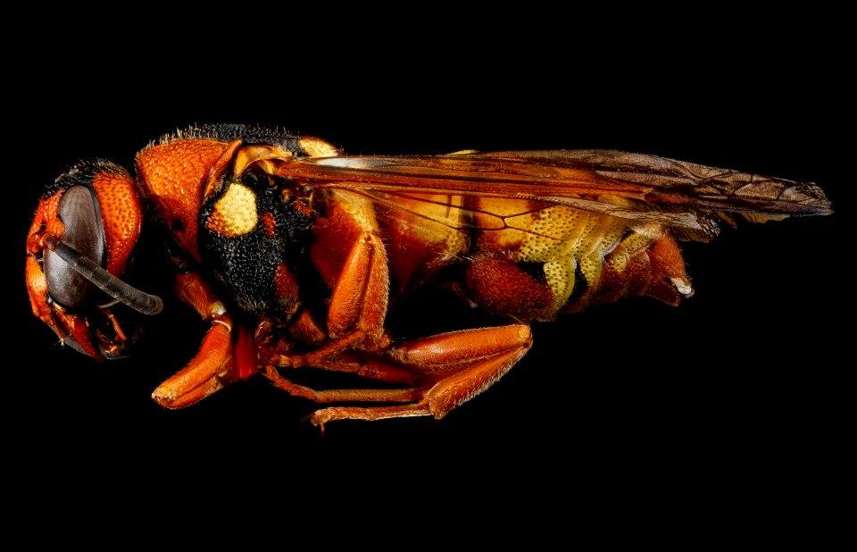Vespidae 2, F, side, Wyoming, Park County 2013-03-15-14.48.25 ZS PMax