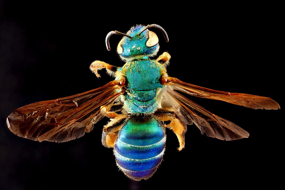 Agapostemon-splendens,-back 2012-06-25-14.08.53-ZS-PMax
